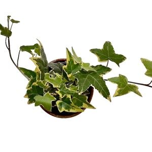 Hedera Helix: Mint Kolibri